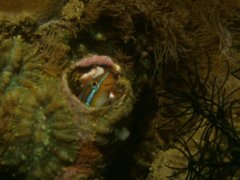 Blennies - Blue-striped Fangblenny - Plagiotremus rhinorhynchus