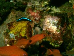 Blennies - Blue-striped Fangblenny - Plagiotremus rhinorhynchus