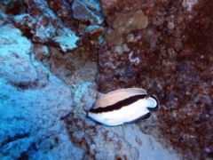 Angelfish - Banded Angelfish - Apolemichthys arcuatus