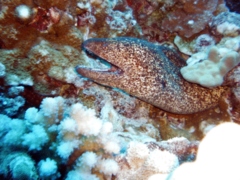 Moray - Vagrant Moray - Gymnothorax buroensis