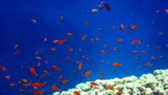 Basslets - Sea Goldie(Jewel Fairy Basslet,Scalefin Anthias) - Pseudanthias squamipinnis