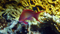 Basslets - Sea Goldie(Jewel Fairy Basslet,Scalefin Anthias) - Pseudanthias squamipinnis