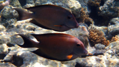 Surgeonfish - Striped Bristletooth - Ctenochaetus striatus