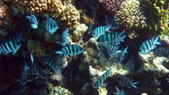 Damselfish - Scissortail Damselfish - Abudefduf sexfasciatus