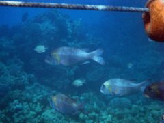 Emperors - Bigeye Emperor - Monotaxis grandoculis