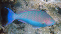 Parrotfish - Longnose Parrotfish - Hipposcarus harid