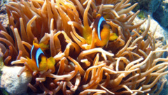 Damselfish - Red Sea Anemonefish - Amphiprion bicinctus