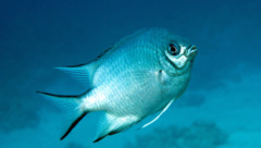 Damselfish - Whitebelly Damselfish - Amblyglyphidodon leucogaster