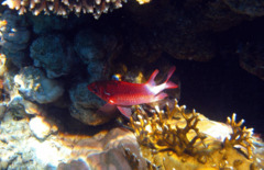 Squirrelfish - Silverspot Squirrelfish - Sargocentron caudimaculatum