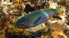 Wrasse - Klunzingers Wrasse - Thalassoma rueppellii