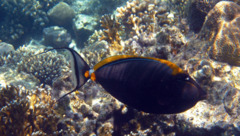 Surgeonfish - Elegant Unicornfish - Naso elegans