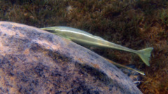 Remoras - Live sharksucker(Striped Remora) - Echeneis naucrates