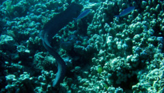 Moray - Giant Moray - Gymnothorax javanicus