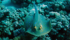 Stingrays - Blue Spotted Stingray - Taeniura lymma