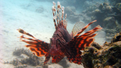 Lionfish - Lionfish - Pterois miles