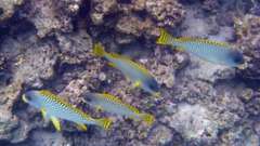 Grunts - Blackspotted Sweetlips - Plectorhinchus gaterinus