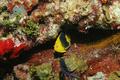 Angelfish - Rock Beauty - Holacanthus tricolor