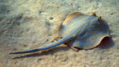 Stingrays - Blue Spotted Stingray - Taeniura lymma