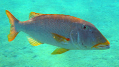 Emperors - Yellowlips Emperor - Lethrinus xanthochilus