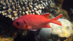 Squirrelfish - White-edged Soldierfish - Myripristis murdjan