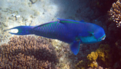 Parrotfish - Steepheaded Parrotfish - Scarus gibbus