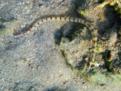 Pipefish - Network Pipefish - Corythoichthys flavofasciatus