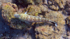 Sandperches - Speckled Sandperch - Parapercis hexophthalma