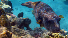 Pufferfish - Whitespotted Puffer - Arothron hispidus