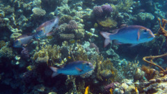 Emperors - Bigeye Emperor - Monotaxis grandoculis