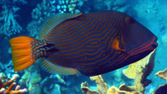 Triggerfish - Orange-striped Triggerfish - Balistapus undulatus