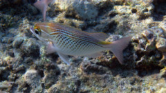 Breams - Arabian Threadfin Bream - Scolopsis ghanam