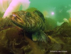 Cods - Ling Cod - Ophiodon elongatus