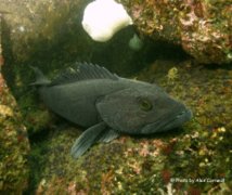 Cods - Ling Cod - Ophiodon elongatus