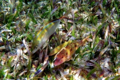 Goatfish - Spotted Goatfish - Pseudupeneus maculatus