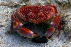 True Crabs - Batwing Coral Crab - Carpilius corallinus