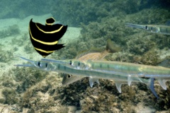 Needlefish - Flat Needlefish - Ablennes hians