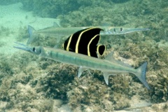 Needlefish - Flat Needlefish - Ablennes hians