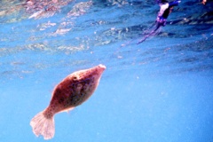 Filefish - Scrawled Filefish - Aluterus scriptus