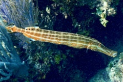 Trumpetfish - Trumpetfish - Aulostomus maculatus