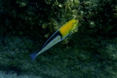 Wrasse - Yellowhead Wrasse - Halichoeres garnoti