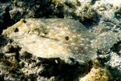 Flounders - Plate Flounder - Bothus lunatus