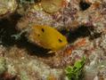 Damselfish - Threespot Damselfish - Stegastes planifrons