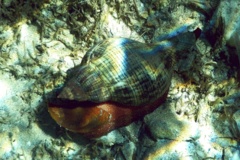 Sea Snails - Tulip Snail - Fasciolaria tulipa