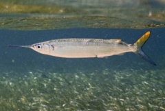 Halfbeaks - Ballyhoo - Hemiramphus brasiliensis