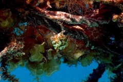 Filefish - Pygmy Filefish - Stephanolepsis setifer