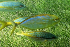 Jacks - Yellow Jack - Caranx bartholomaei