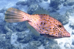 Filefish - Scrawled Filefish - Aluterus scriptus