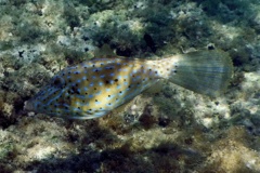 Filefish - Scrawled Filefish - Aluterus scriptus