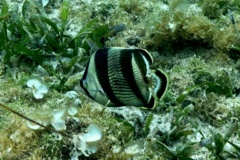 Butterflyfish - Banded Butterflyfish - Chaetodon striatus