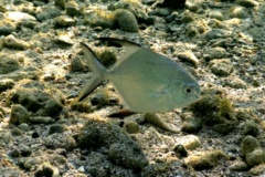 Jacks - Palometa - Trachinotus goodei